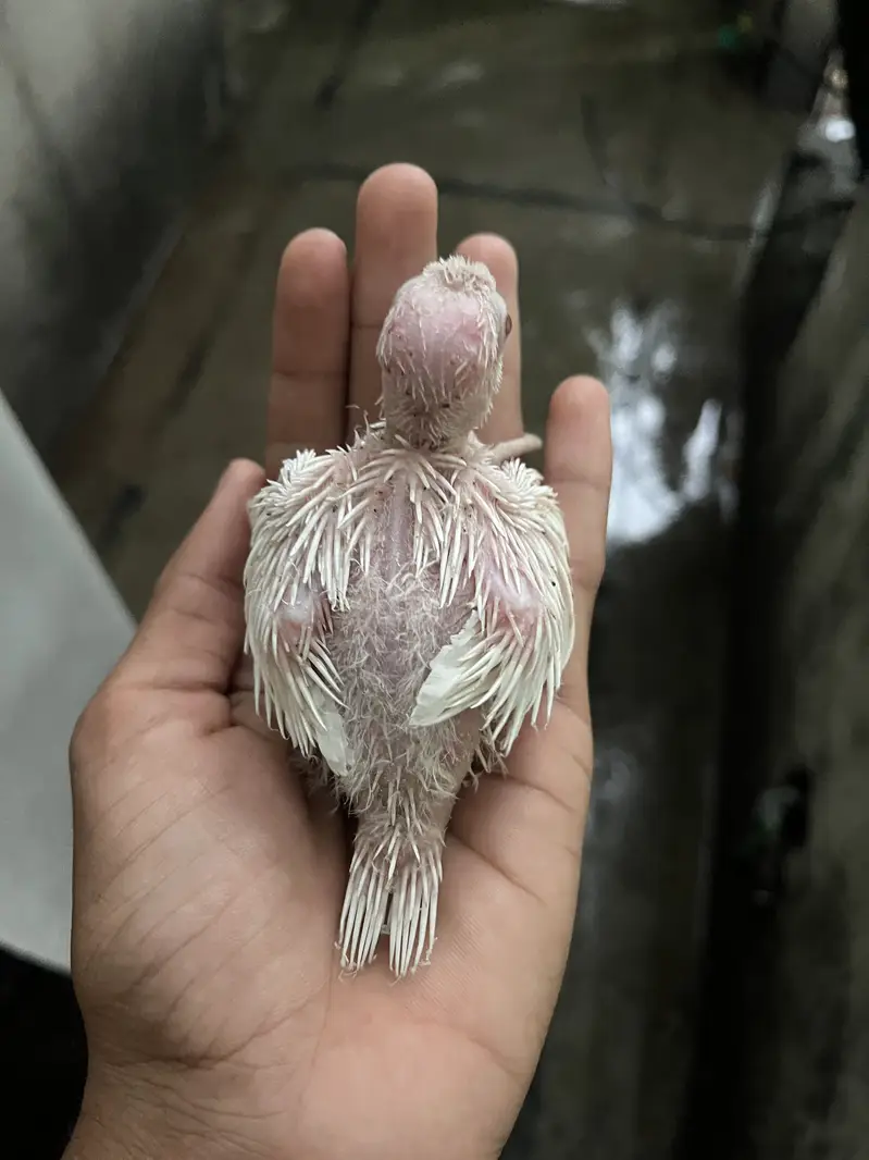 cockatiel chiks avalibal — photo 3