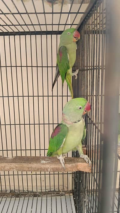 raw parrot for sale