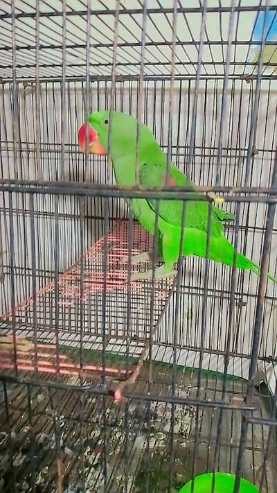 kashmiri raw parrot for sale