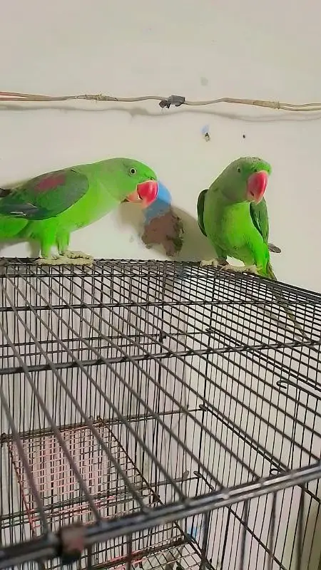 kashmiri raw parrot for sale — photo 4