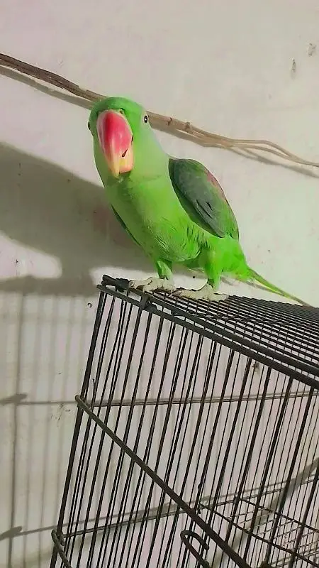 kashmiri raw parrot for sale — photo 5