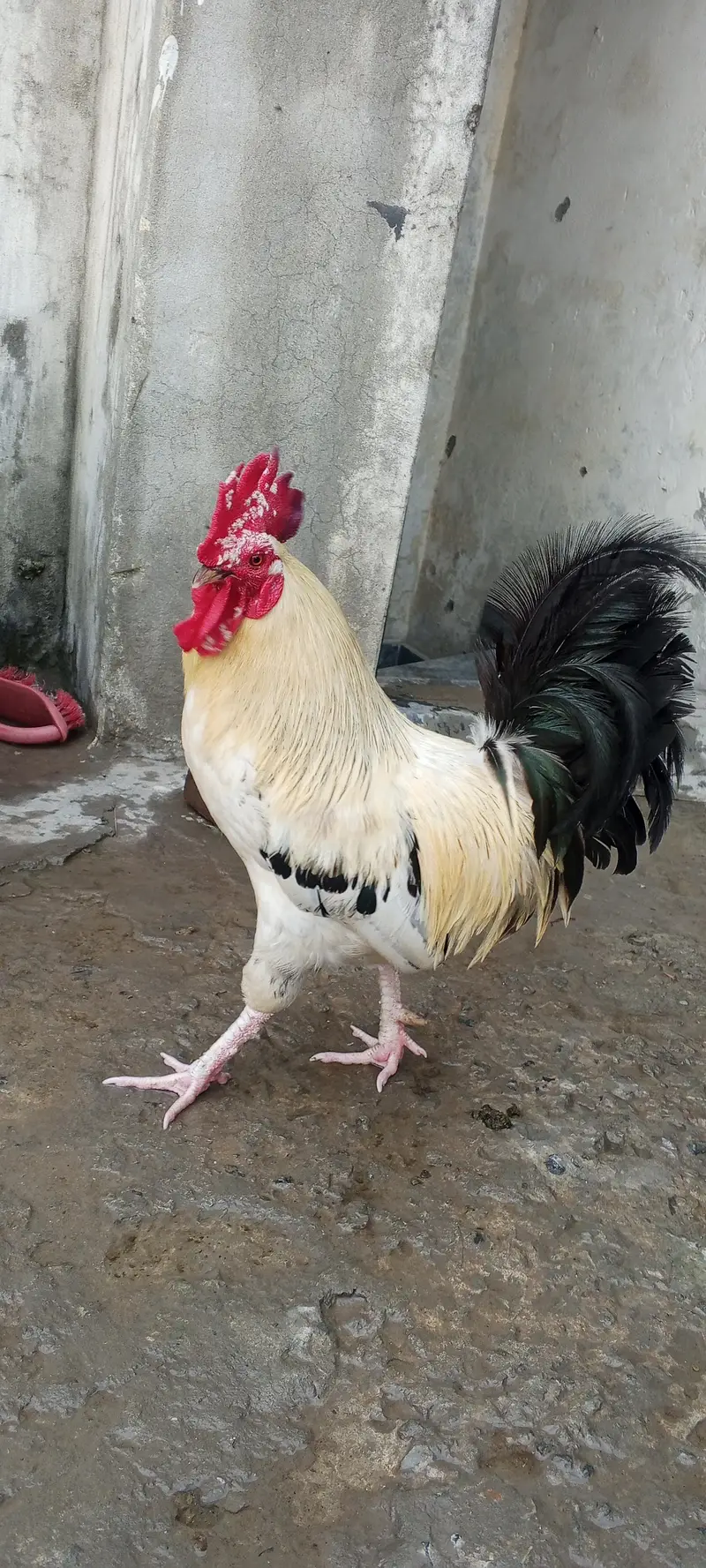 desi murga hai — photo 2