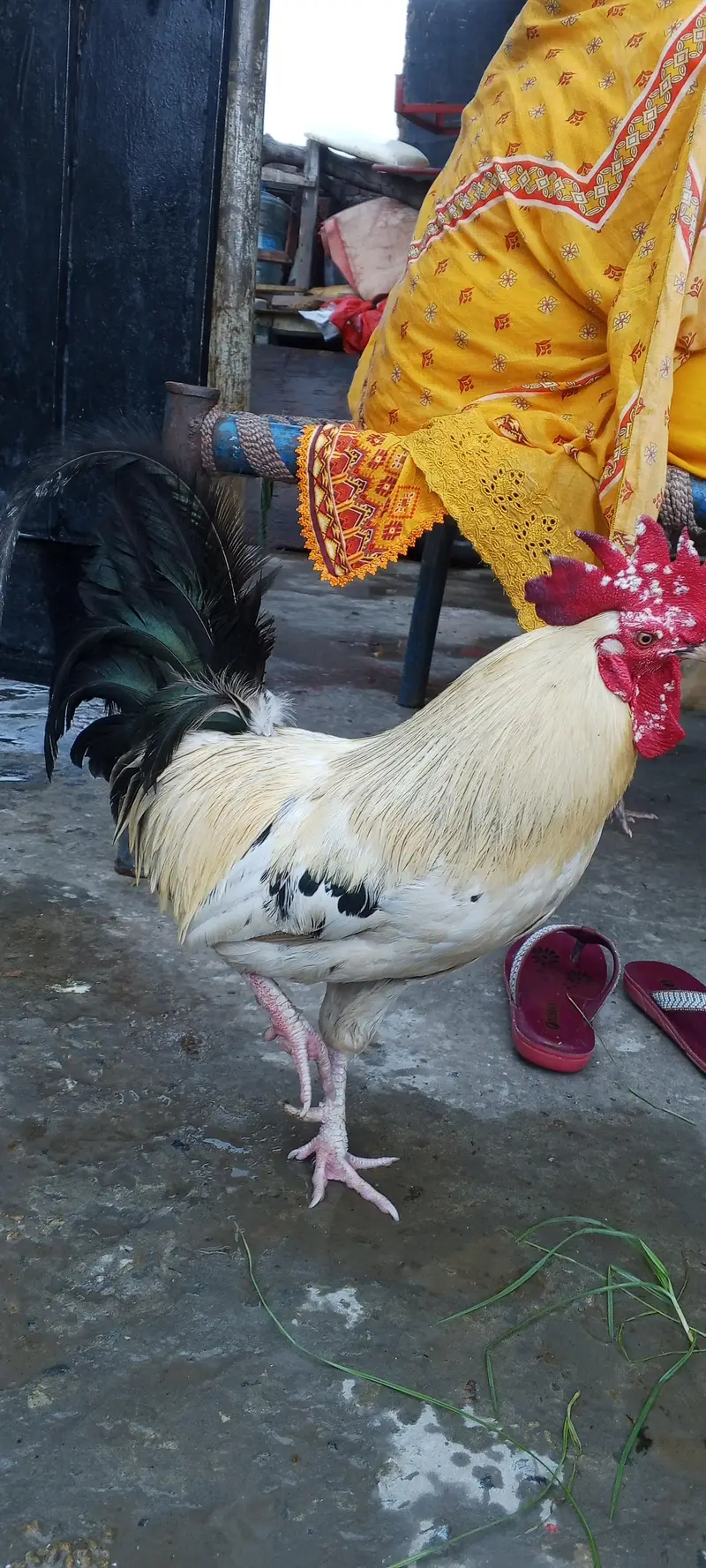 desi murga hai — photo 3