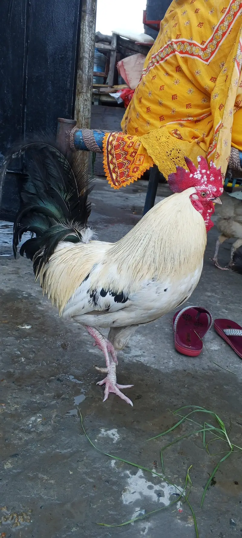 desi murga hai — photo 4