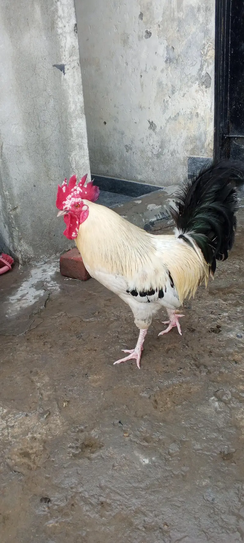 desi murga hai — photo 5