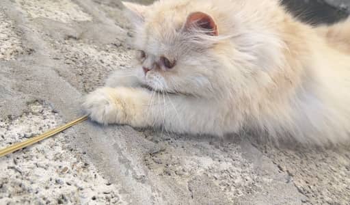 Persian piki face female cat
