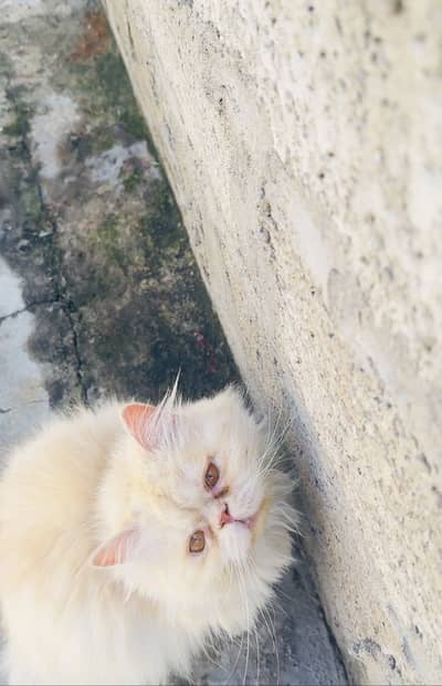 Persian piki face female cat