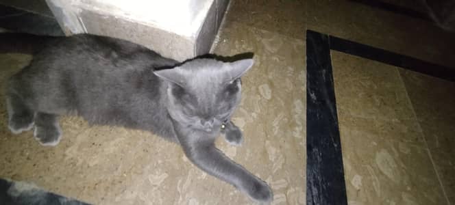 Beautiful Grey British Shorthair Cat for Sale | Healthy & Beautiful 