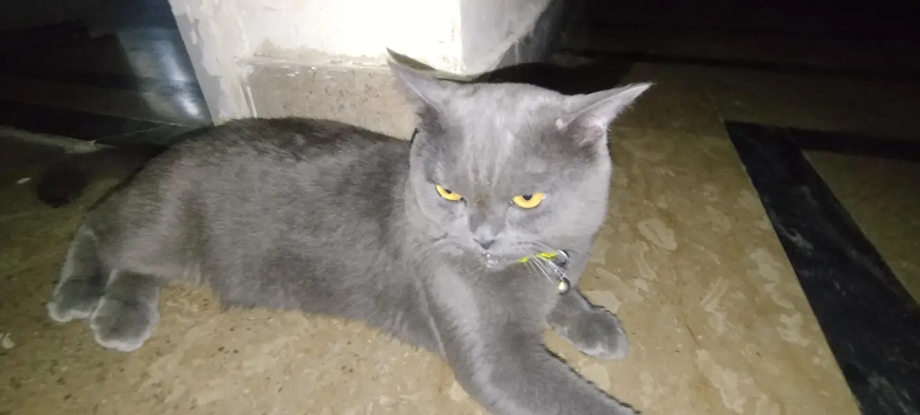 Beautiful Grey British Shorthair Cat for Sale | Healthy & Beautiful  — photo 2