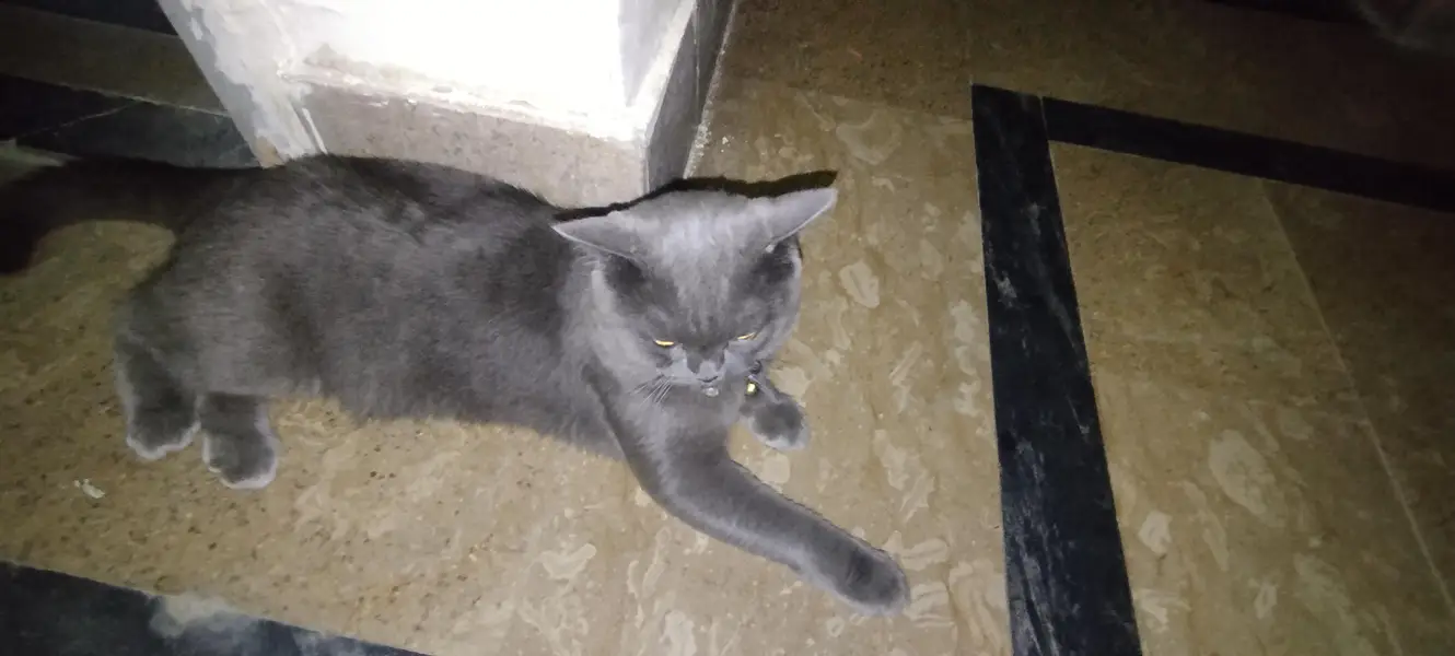 Beautiful Grey British Shorthair Cat for Sale | Healthy & Beautiful  — photo 3