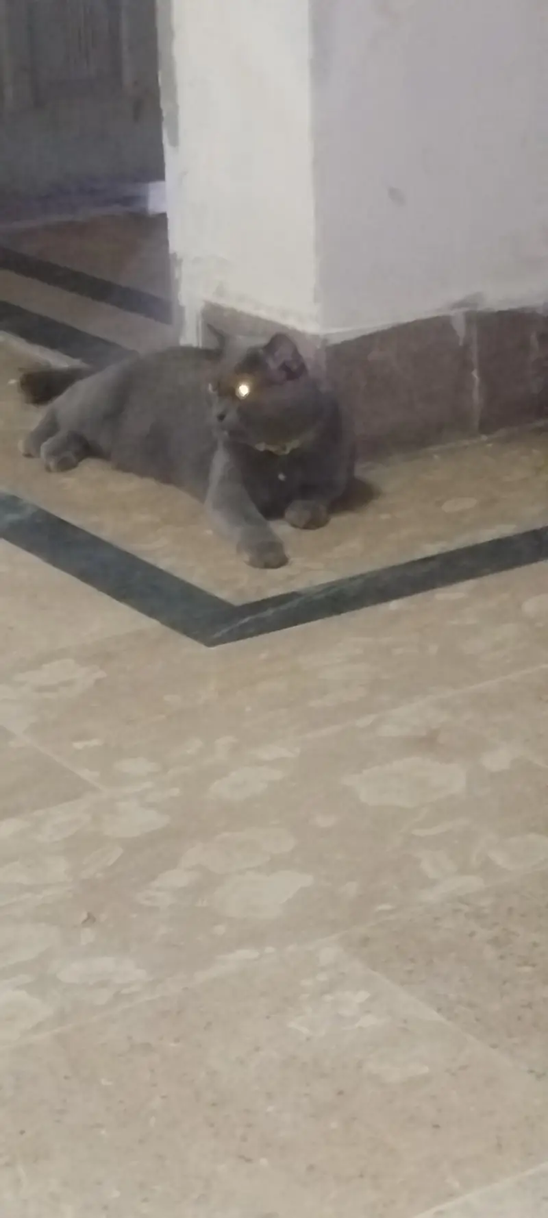 Beautiful Grey British Shorthair Cat for Sale | Healthy & Beautiful  — photo 4