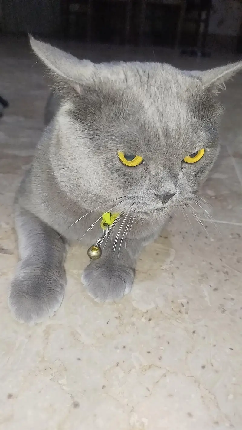 Beautiful Grey British Shorthair Cat for Sale | Healthy & Beautiful  — photo 5