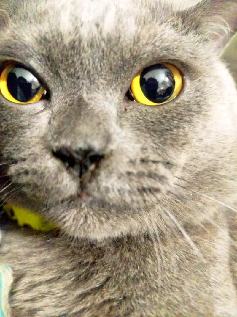 Beautiful Grey British Shorthair Cat for Sale | Healthy & Beautiful  — photo 6