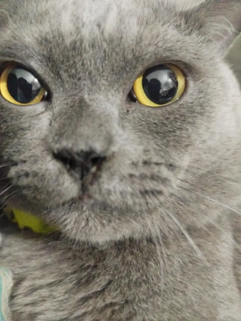 Beautiful Grey British Shorthair Cat for Sale | Healthy & Beautiful  — photo 7