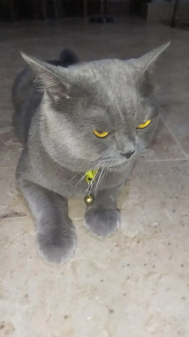 Beautiful Grey British Shorthair Cat for Sale | Healthy & Beautiful  — photo 8