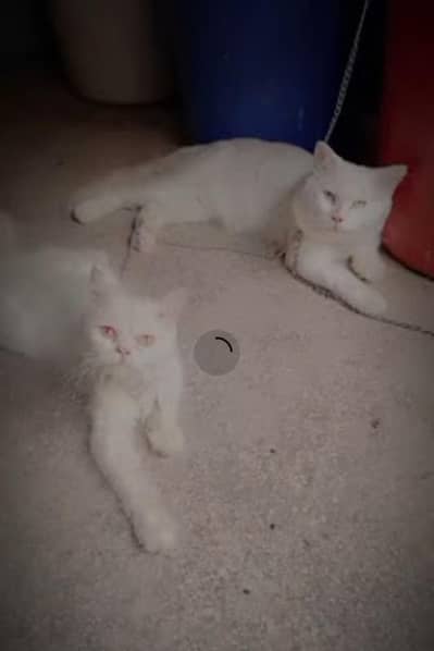 todo and coco