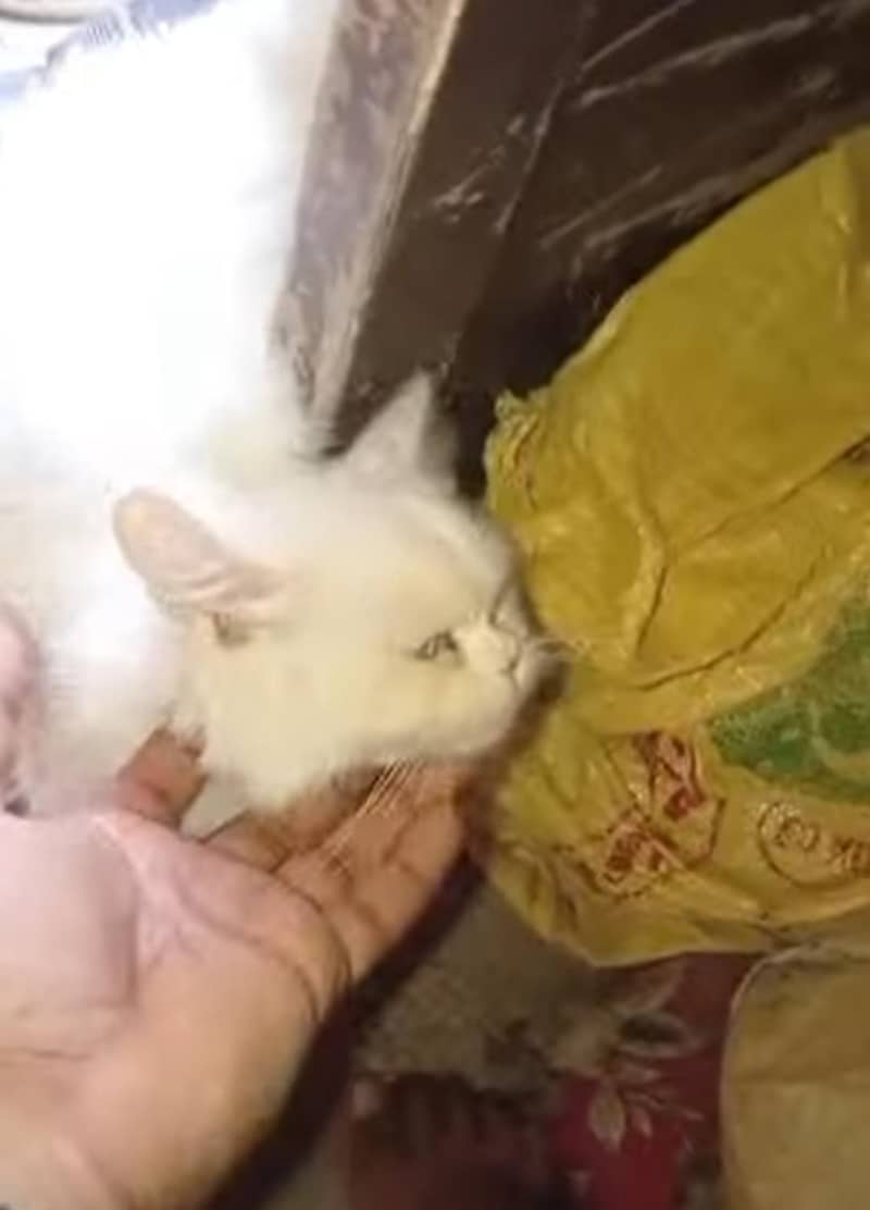 todo and coco 1