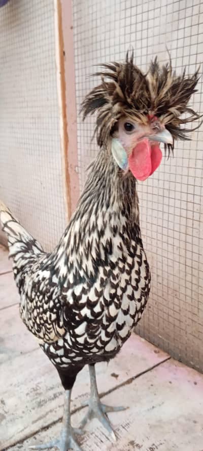 Silver Polish Hens