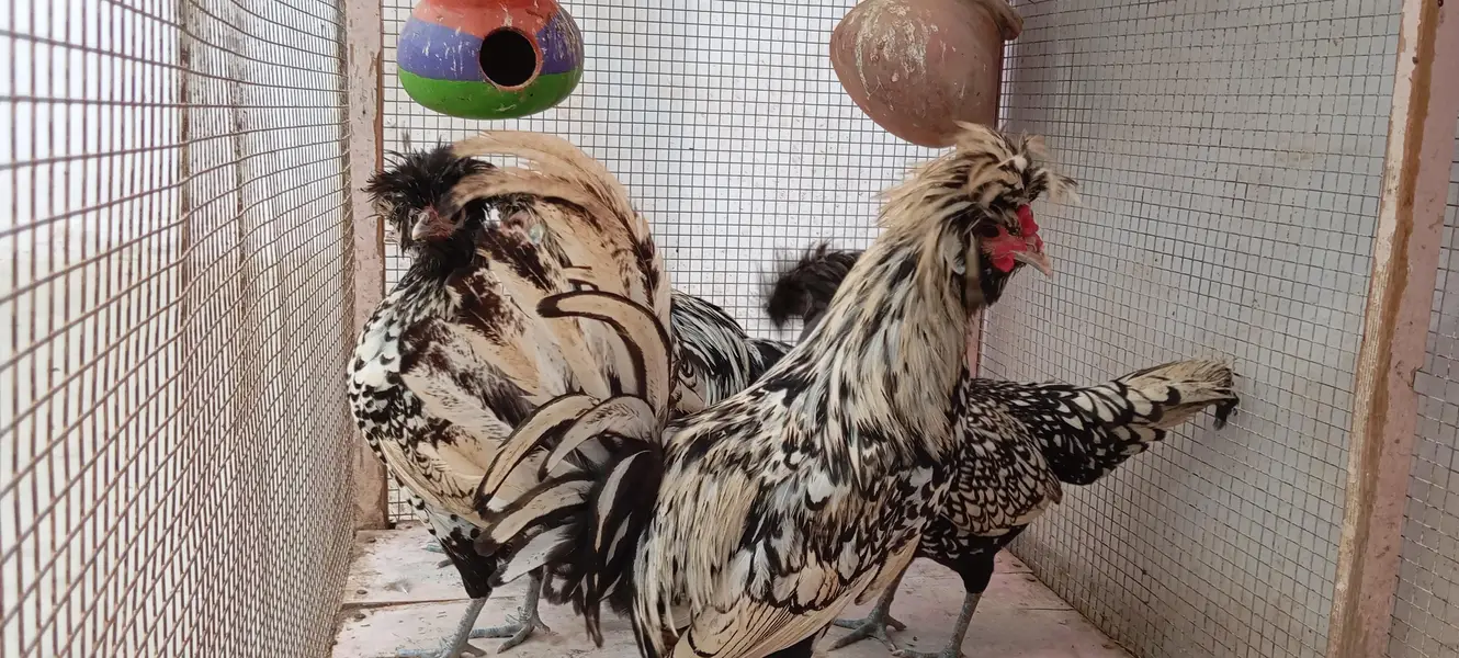 Silver Polish Hens — photo 2