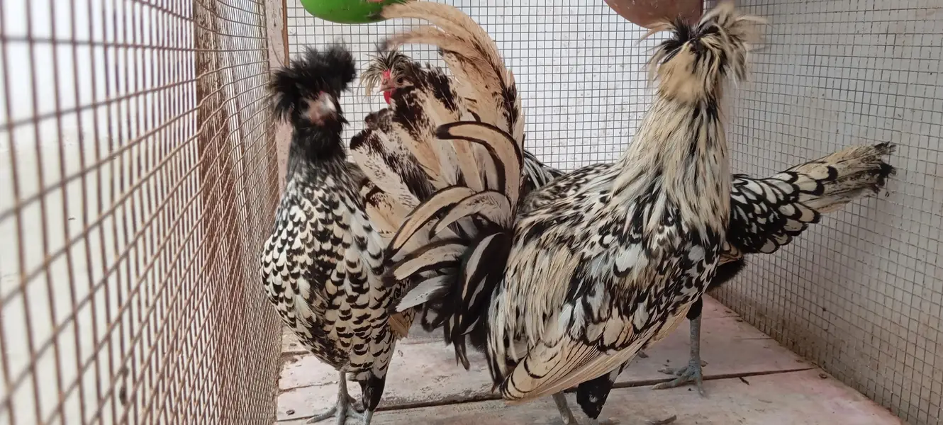 Silver Polish Hens — photo 3