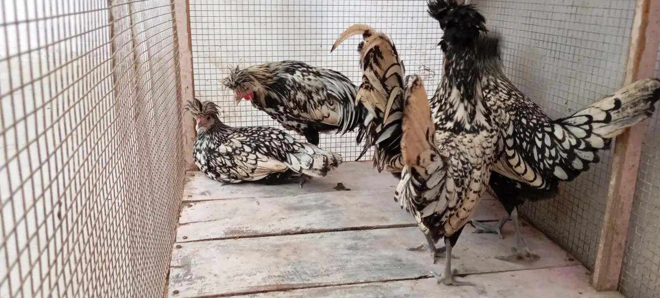 Silver Polish Hens — photo 4