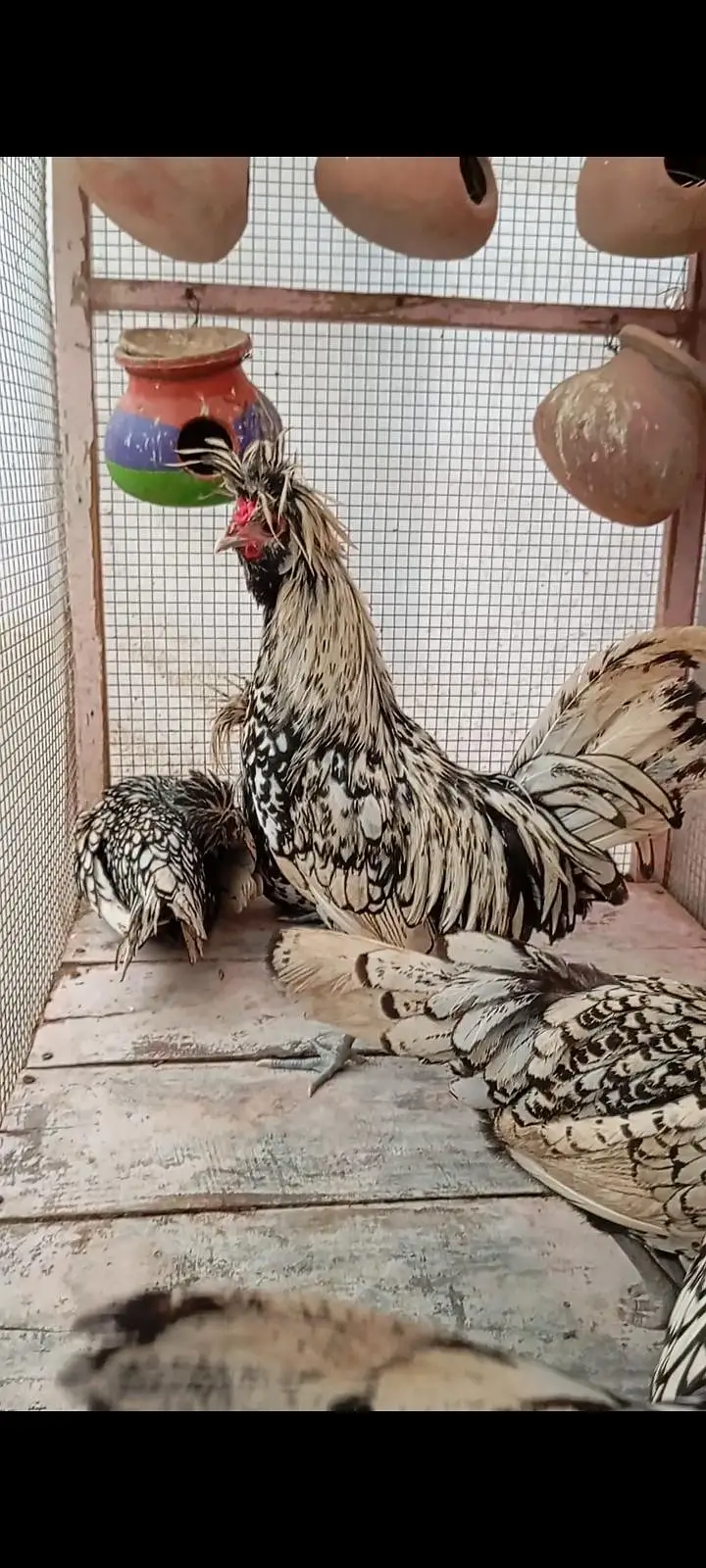 Silver Polish Hens — photo 5