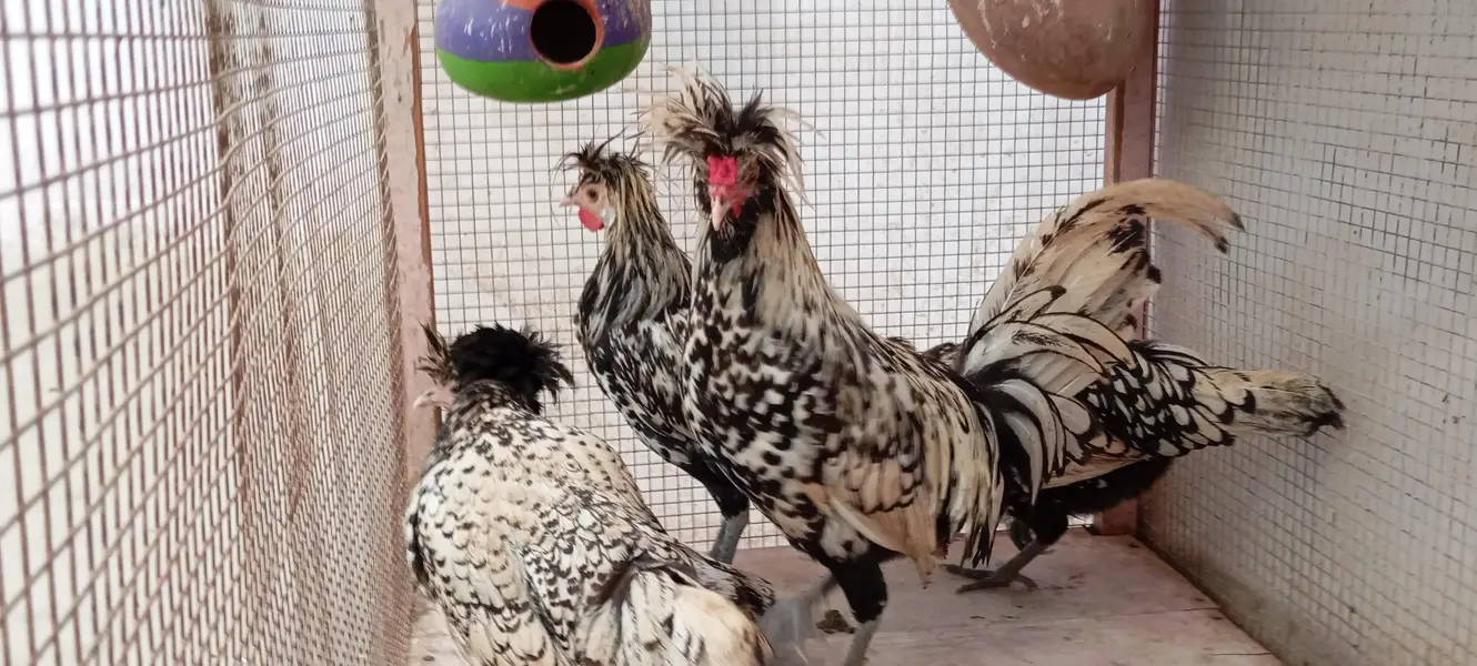 Silver Polish Hens — photo 6