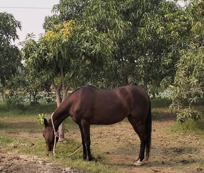 Pure Ravi Breed ( Brand-Horse)