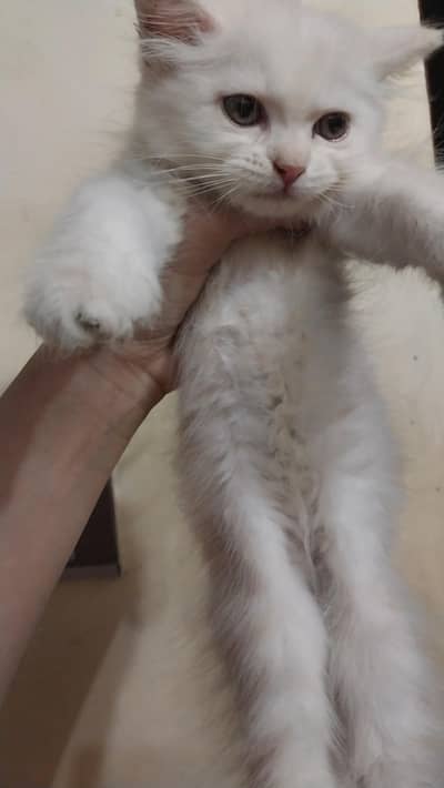 white male kitten