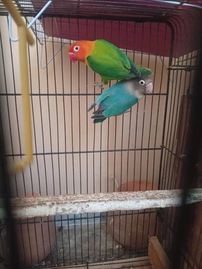 breeder pair