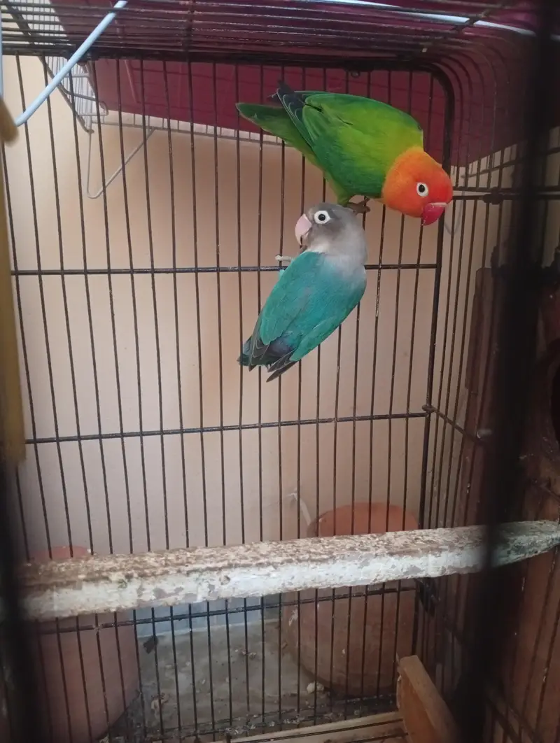 breeder pair — photo 2