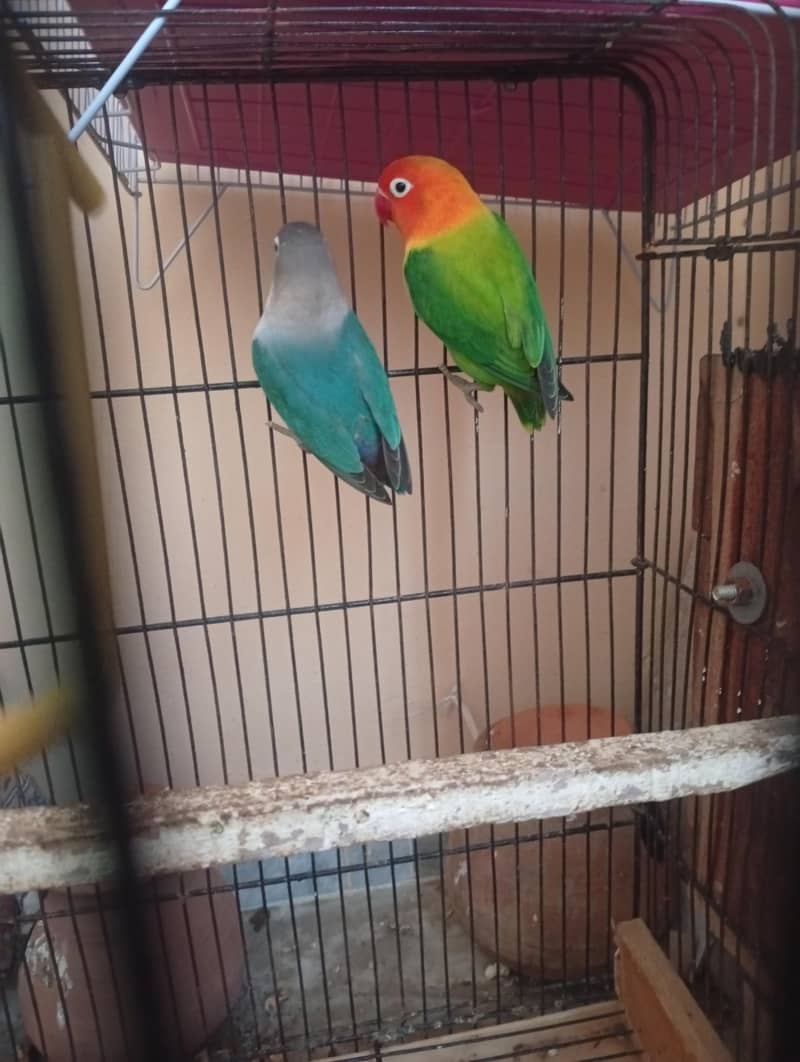 breeder pair 2