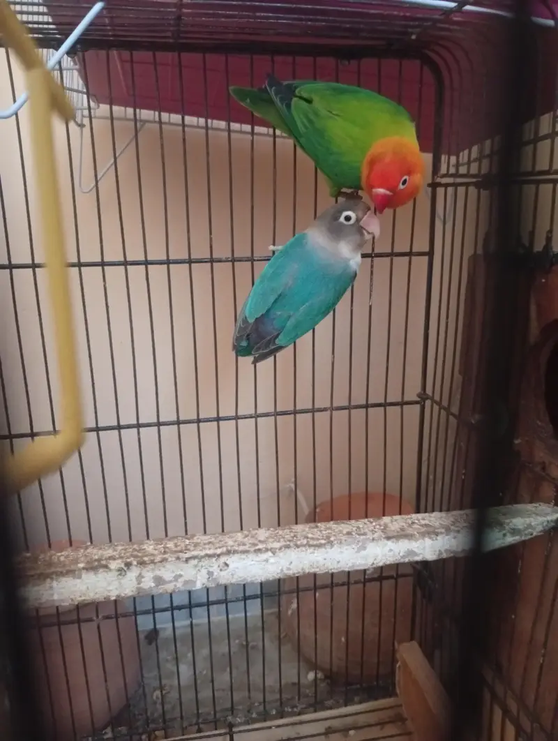 breeder pair — photo 4