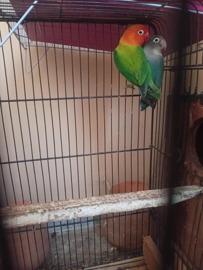 breeder pair 4