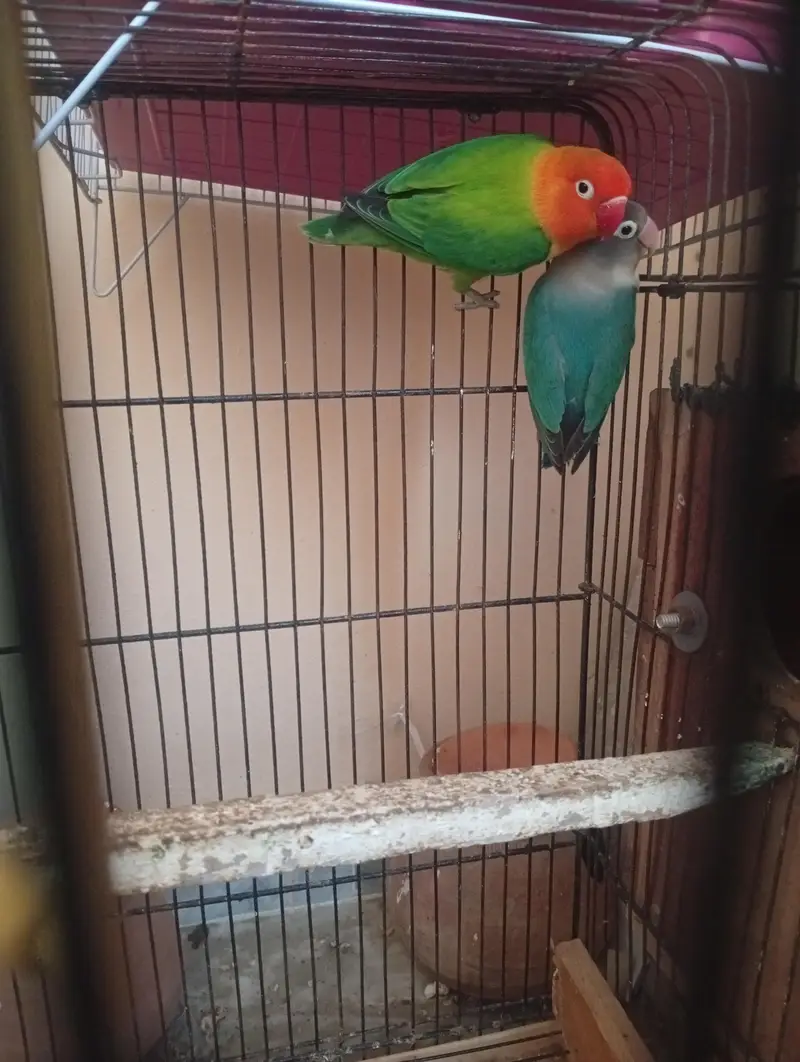 breeder pair — photo 6