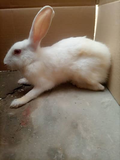Rabbit  urgent sale