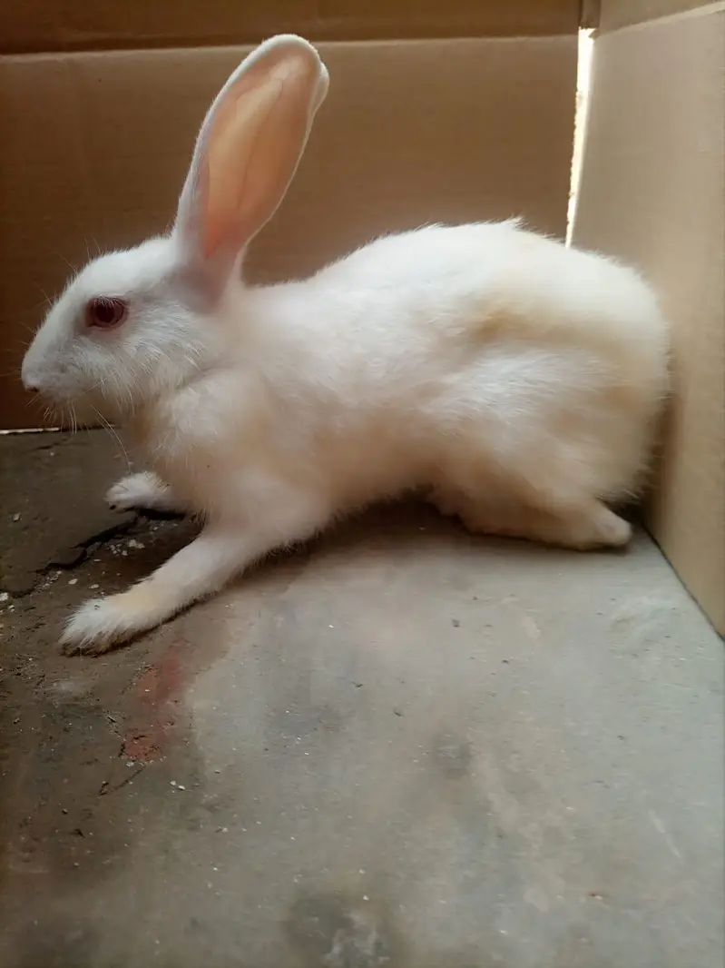 Rabbit  urgent sale