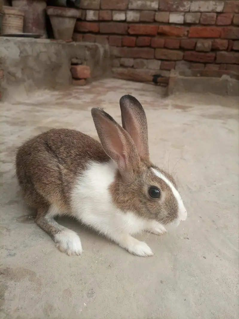 Rabbit  urgent sale — photo 2