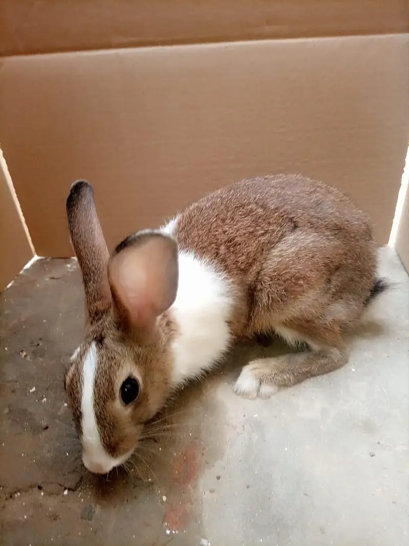 Rabbit  urgent sale — photo 3