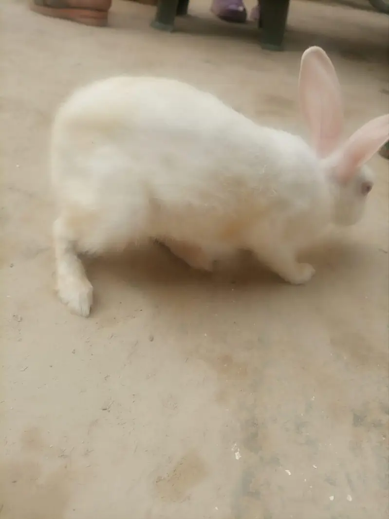 Rabbit  urgent sale — photo 4