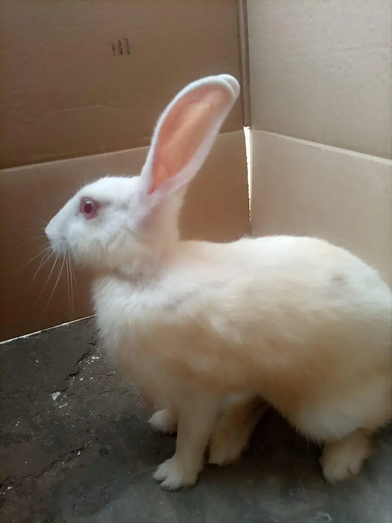 Rabbit  urgent sale — photo 5