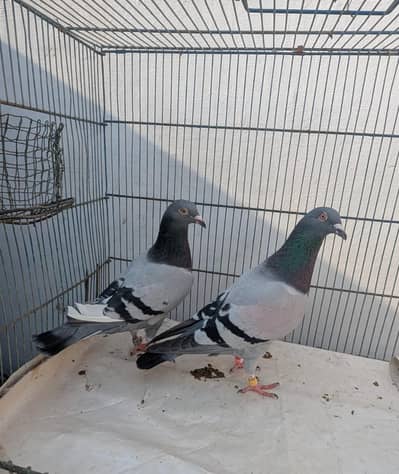 Homer pigeons