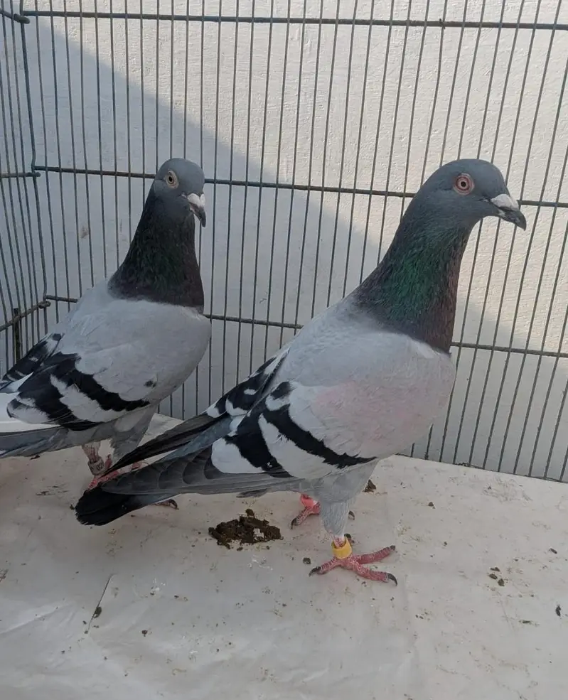 Homer pigeons — photo 2