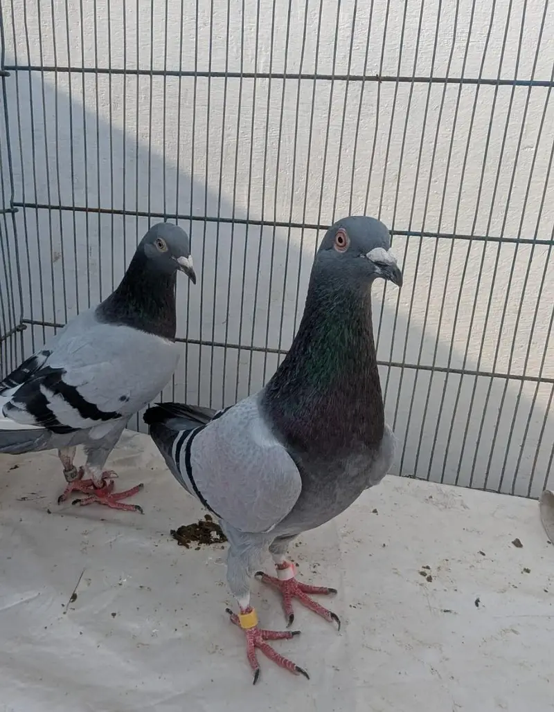 Homer pigeons — photo 3