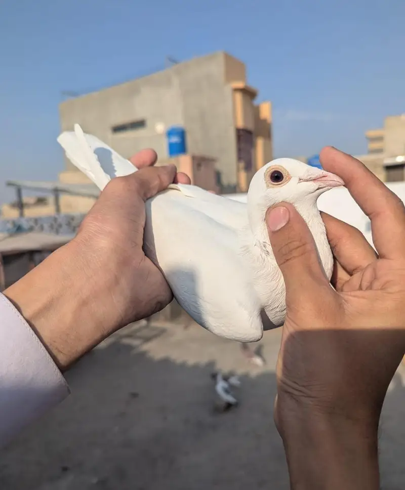 Homer pigeons — photo 4