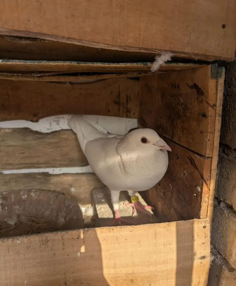 Homer pigeons — photo 5