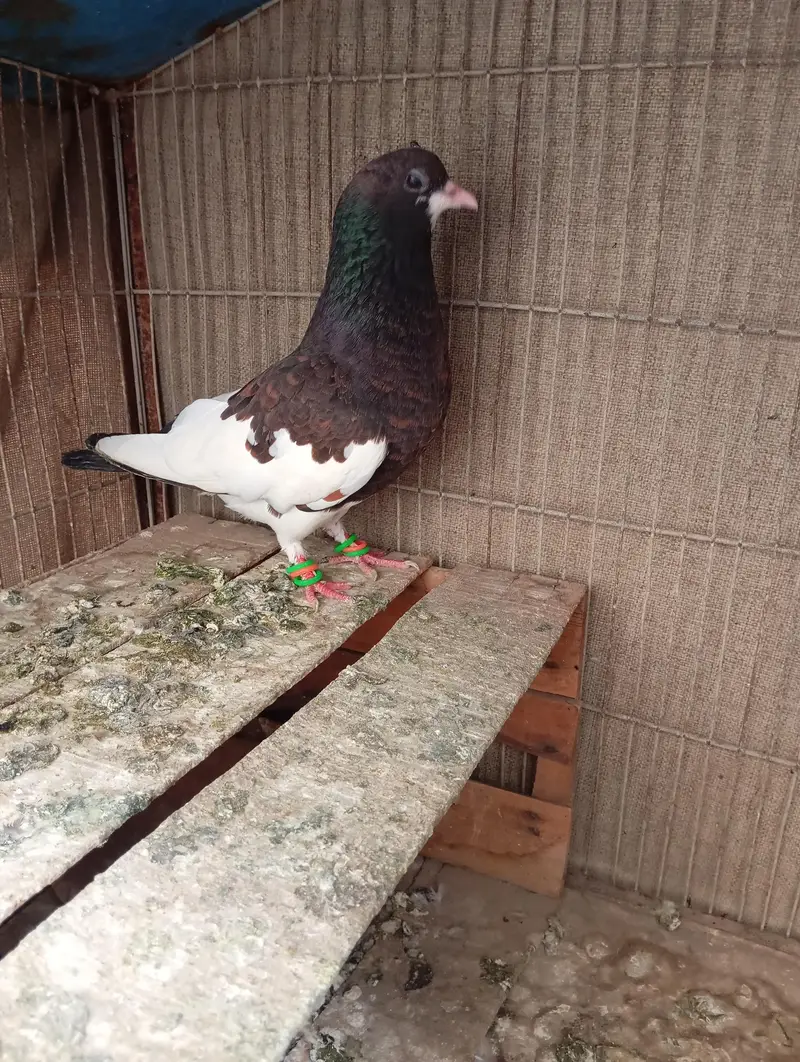 khal female — photo 2