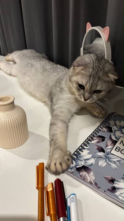 Pure Scottish Fold