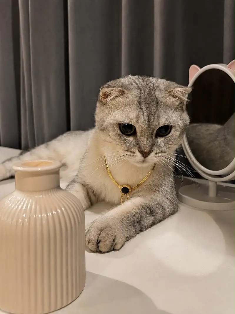 Pure Scottish Fold — photo 2