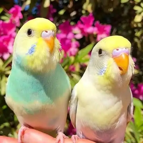 Australia parrots pair for sale ( stock available) — photo 2